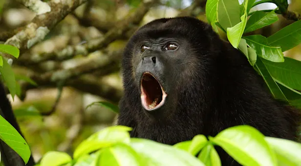 A howler monkey bellows in the trees of Hacienda Baru National Wildlife Refuge, Costa Rica