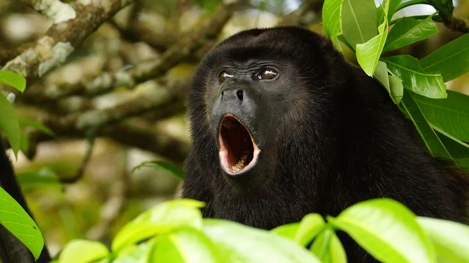 A howler monkey bellows in the trees of Hacienda Baru National Wildlife Refuge, Costa Rica