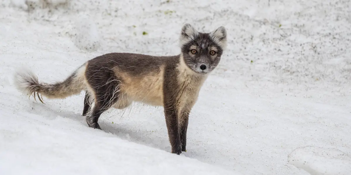 Arctic fox, Svalbard, Norway.