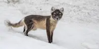 Arctic fox, Svalbard, Norway.