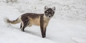Arctic fox, Svalbard, Norway.