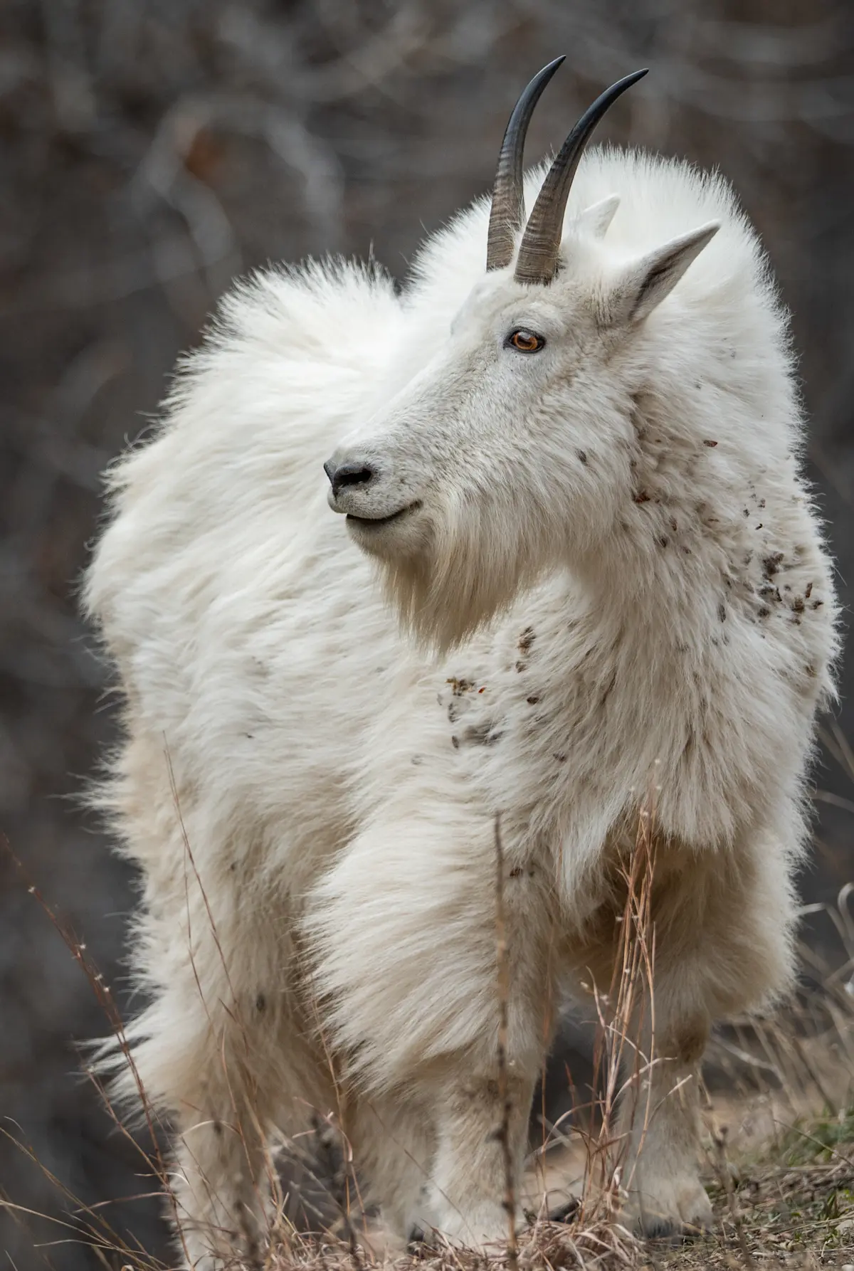 Mountain goat.