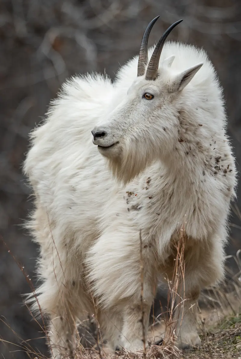 Mountain goat