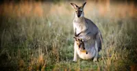 Kangaroo and joey, Australia.