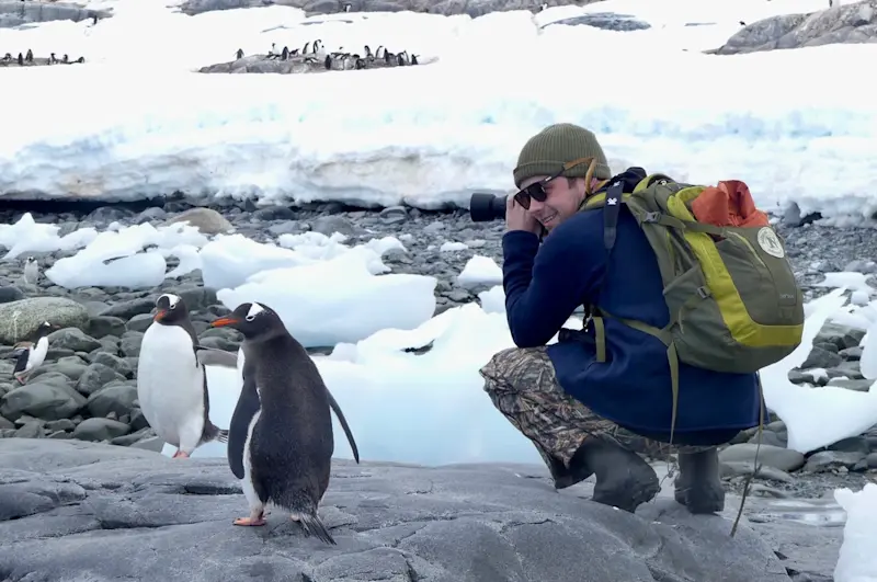 Gentoo Penguin in the Antarctic Peninsula, Antarctica.