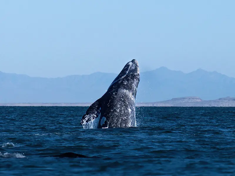 A gray whale breaches in San Ignacio Lagoon, Baja Mexico.