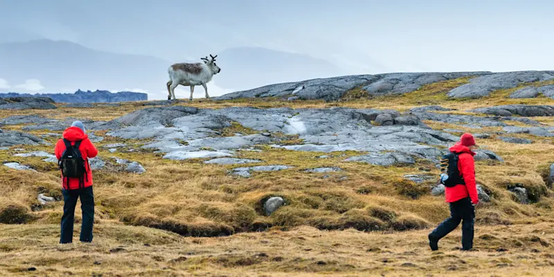Guests view Svalbard Reindeer, Svalbard, Norway.