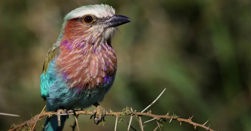 Lilac-breasted roller, Maasai Mara National Reserve, Kenya.