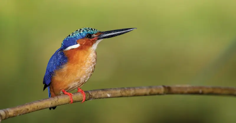 Malagasy kingfisher, Anjajavy Private Reserve, Madagascar.