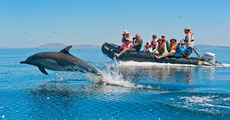 Guests in Zodiac watching dolphins, Baja California, Mexico.