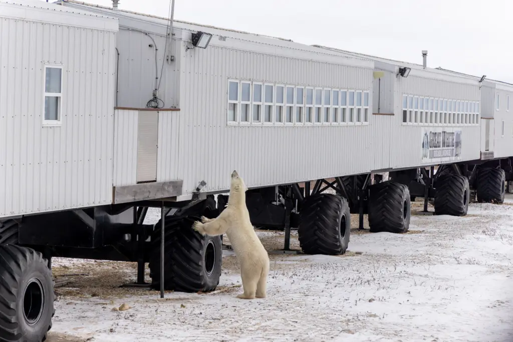 Polar bear outside Nat Hab's Tundra Lodge, Churchill, Manitoba.