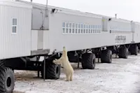 Polar bear outside the Tundra Lodge, Churchill, Manitoba.