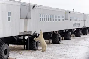 Polar bear outside the Tundra Lodge, Churchill, Manitoba.