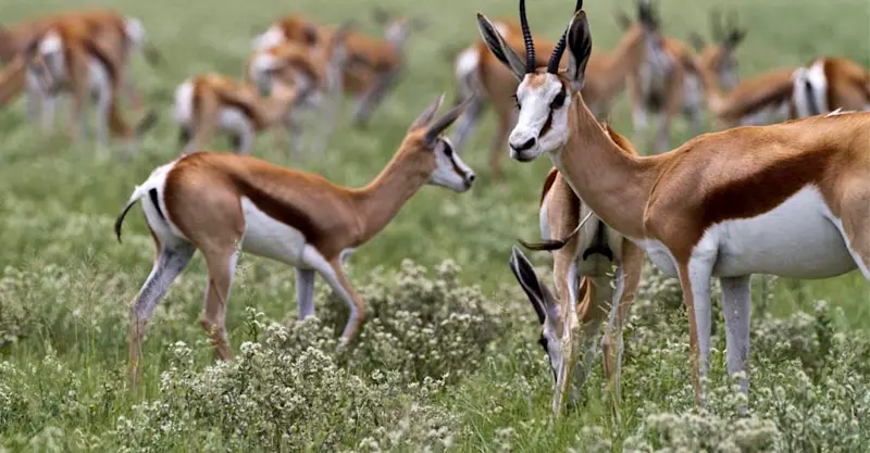 Springbok, Eastern Kalahari, Botswana.