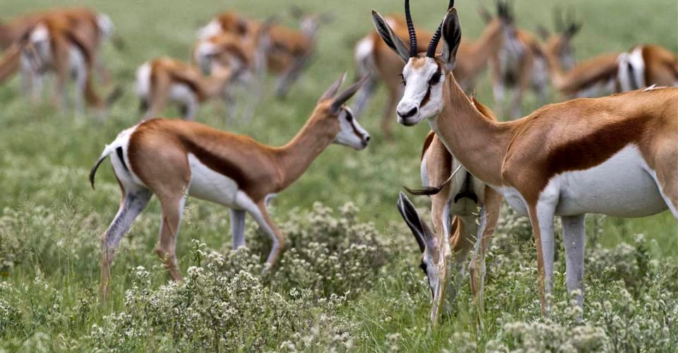 Springbok, Eastern Kalahari, Botswana.
