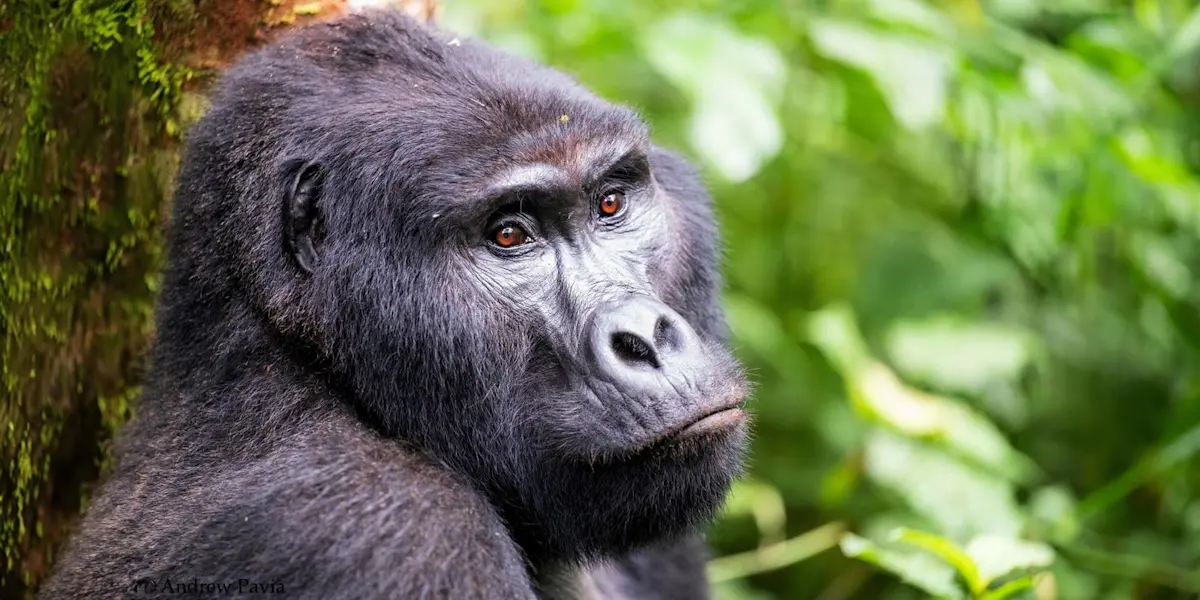 Mountain gorilla, Bwindi Impenetrable Forest National Park, Uganda.