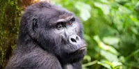 Mountain gorilla, Bwindi Impenetrable Forest National Park, Uganda.