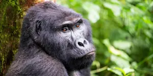 Mountain gorilla, Bwindi Impenetrable Forest National Park, Uganda.
