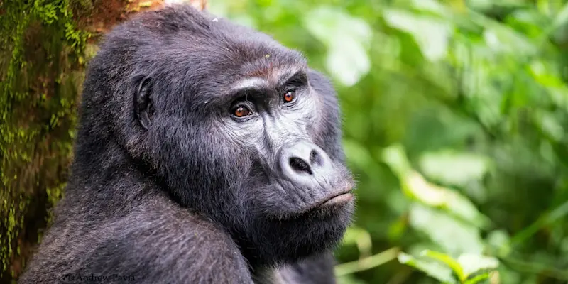 Mountain gorilla, Bwindi Impenetrable Forest National Park, Uganda.