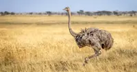 Ostrich, Serengeti National Park, Tanzania.