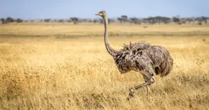 Ostrich, Serengeti National Park, Tanzania.