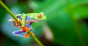 Red-eyed tree frog, Tortuguero National Park, Costa Rica.