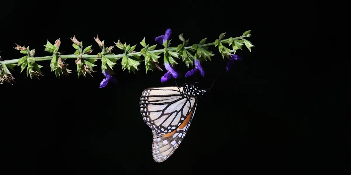 Monarch butterfly, El Rosario Butterfly Sanctuary, Mexico.