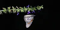 Monarch butterfly, El Rosario Butterfly Sanctuary, Mexico.