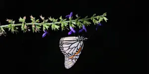 Monarch butterfly, El Rosario Butterfly Sanctuary, Mexico.