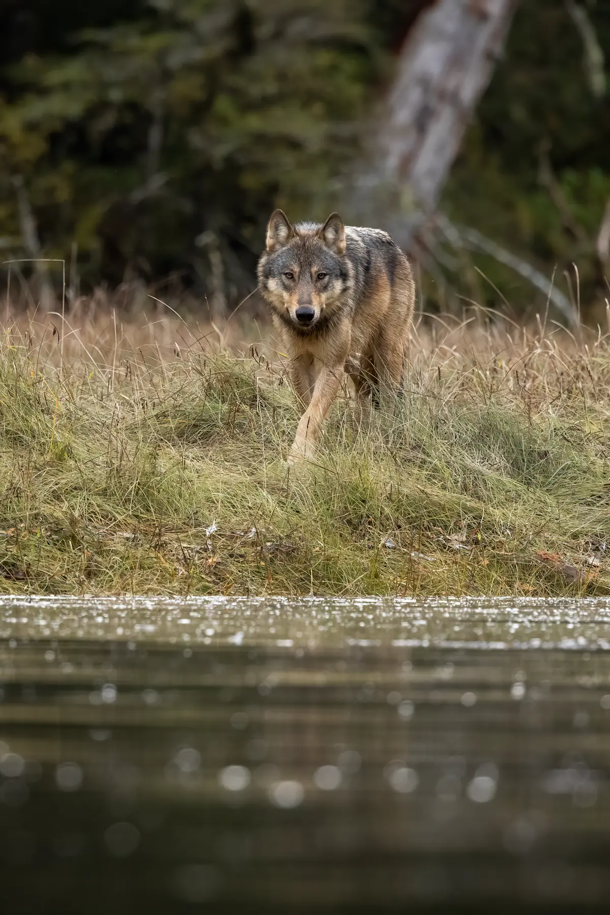 Gray Wolf, Canada.