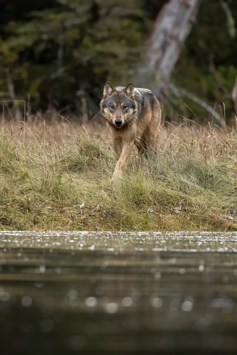 Gray Wolf, Canada