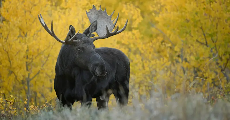 Moose, Yellowstone National Park, Wyoming.