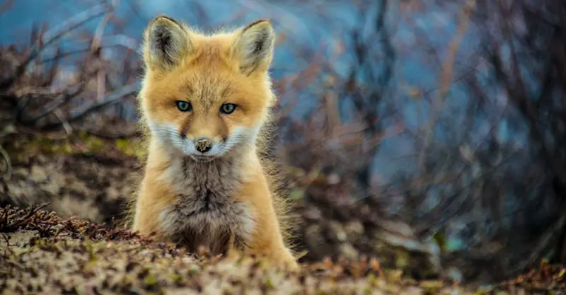 Red fox, Churchill, Manitoba.