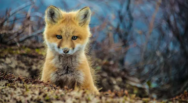 Red fox, Churchill, Manitoba.