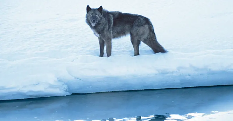 Black coated grey wolf, Yellowstone National Park, Wyoming.