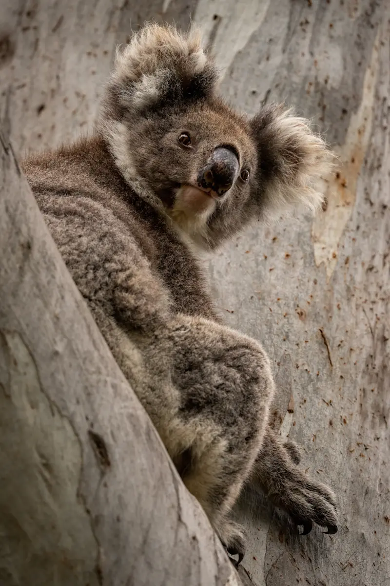 Koala, Kangaroo Island, Australia.