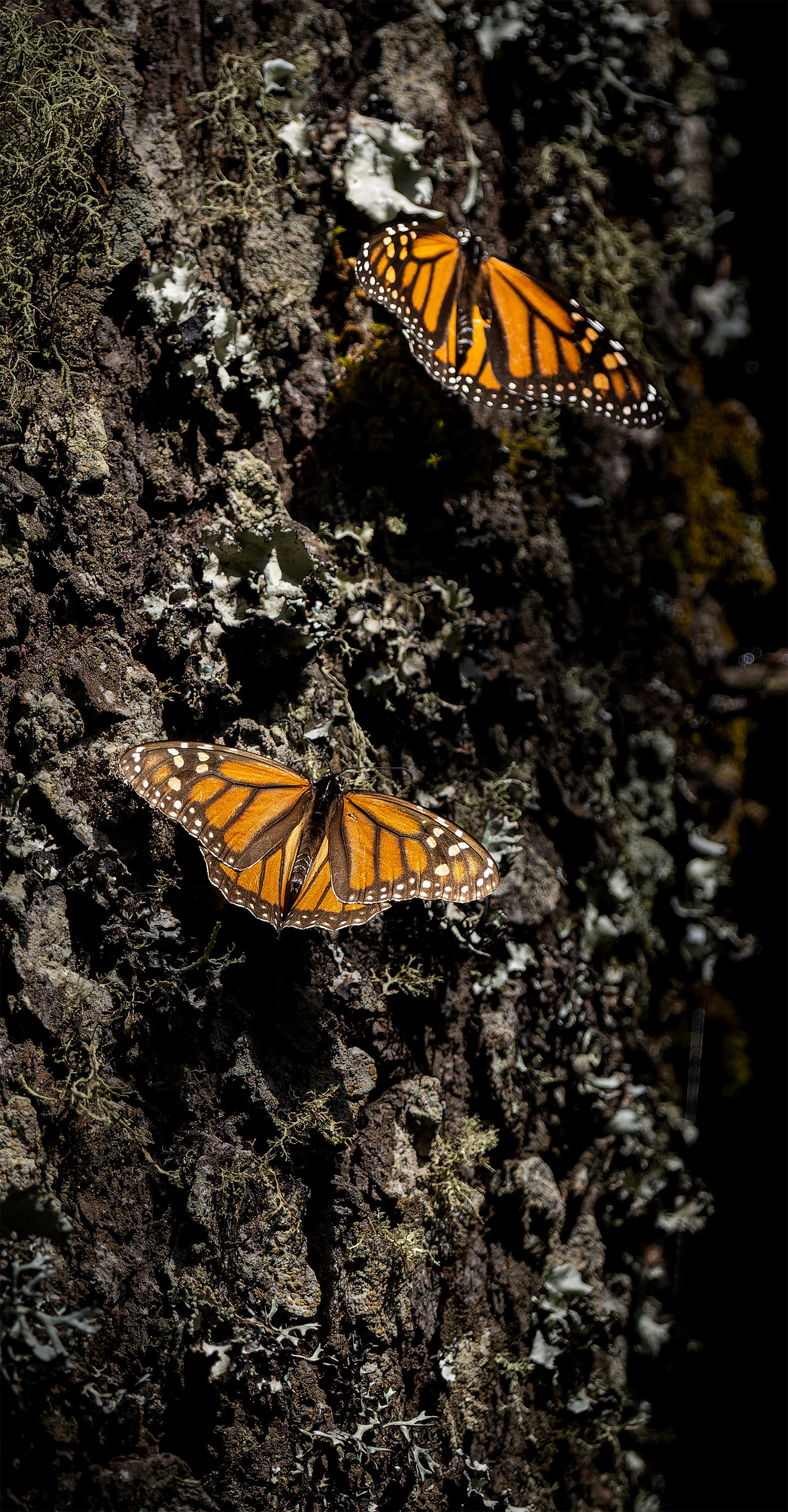 Monarch Butterflies