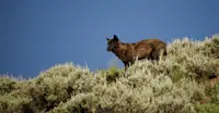Black-coated gray wolf, Yellowstone National Park, Wyoming.