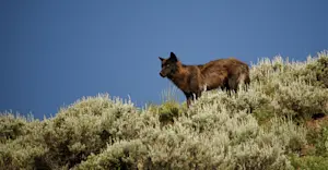 Black-coated gray wolf, Yellowstone National Park, Wyoming.