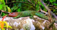 Caiman lizard, Amazon, Peru.