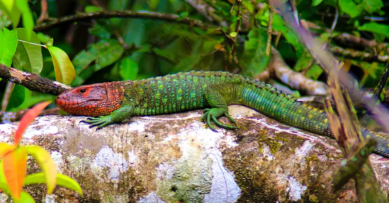 Caiman lizard, Amazon, Peru.