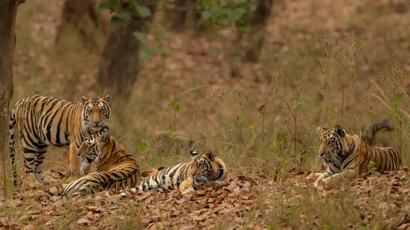 Bengal tigers, Kanha National Park, India.