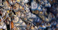 Monarch Migration, Mexico