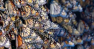 Monarch Migration, Mexico