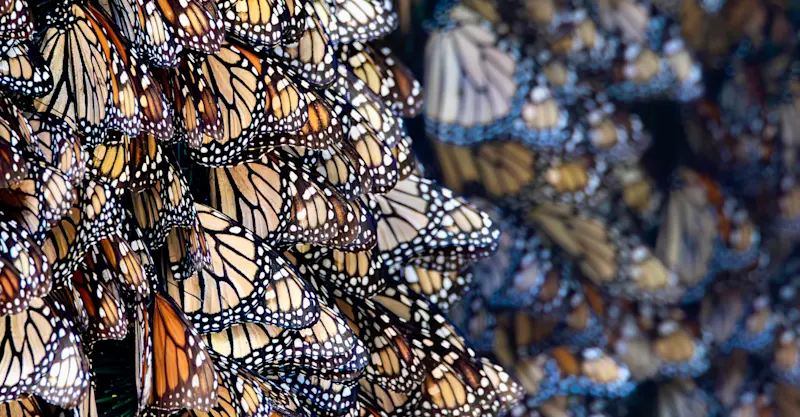 Monarch Migration, Mexico