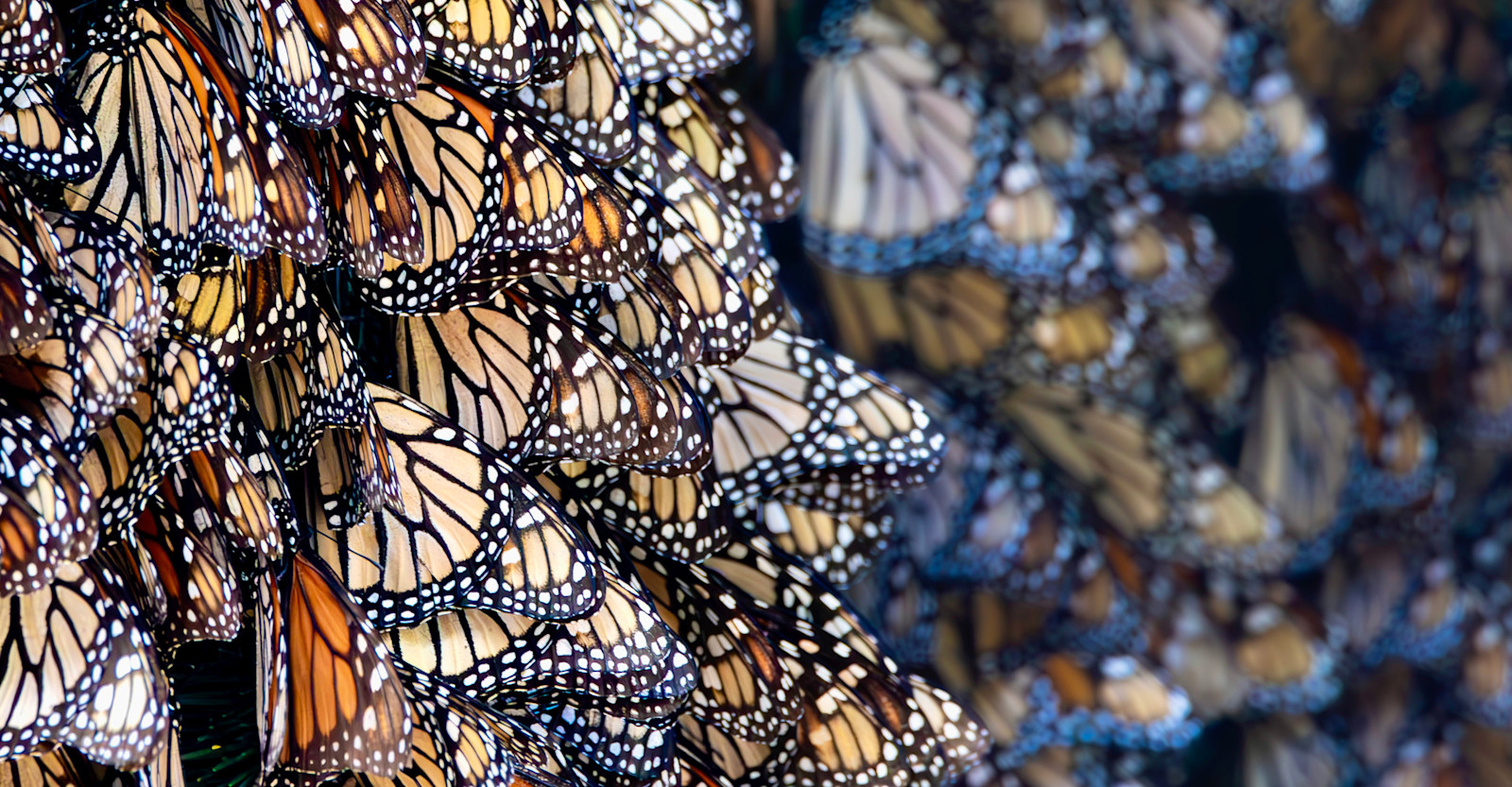 Monarch Migration, Mexico