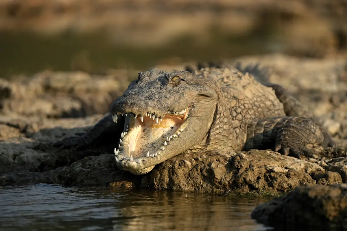 Crocodile, Tadoba National Park, India.