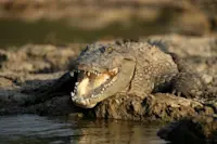 Crocodile, Tadoba National Park, India.