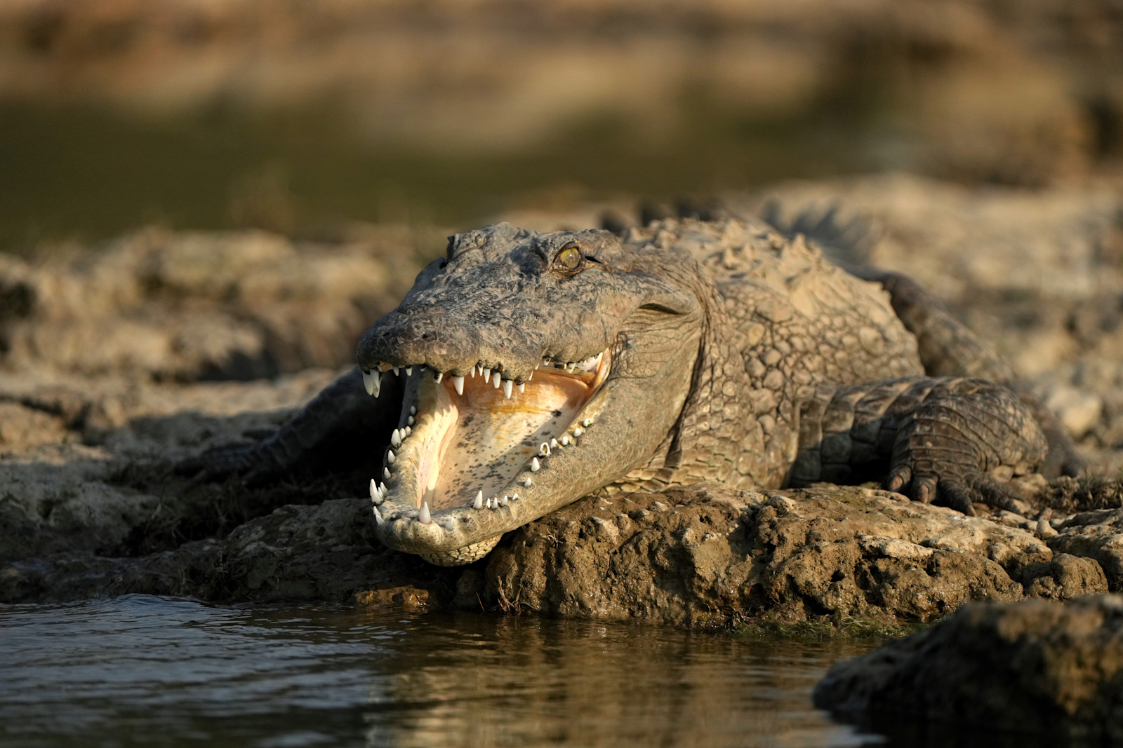 Crocodile, Tadoba National Park, India.