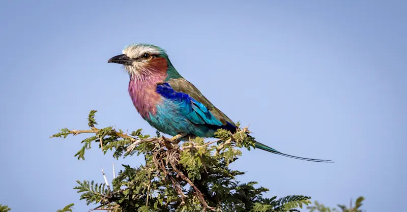 Lilac breasted roller, Maasai Mara National Reserve, Kenya.